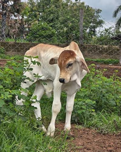 20 QUALITY CATTLE SUPPLIED, DRY SEASON READY